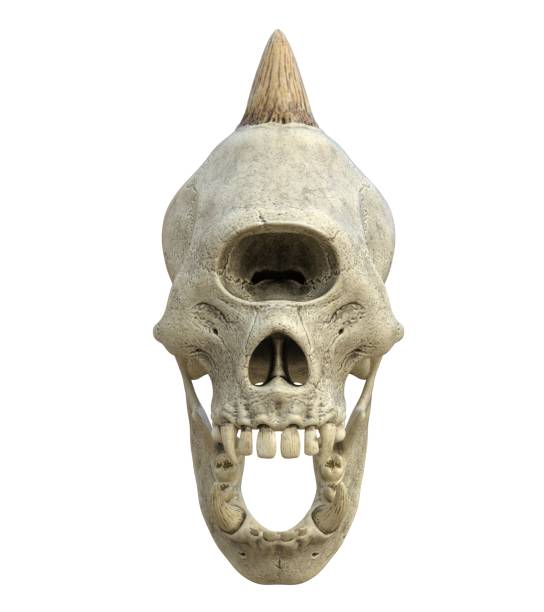 istock Monster skull isolated on white background 3d illustration 1288674009