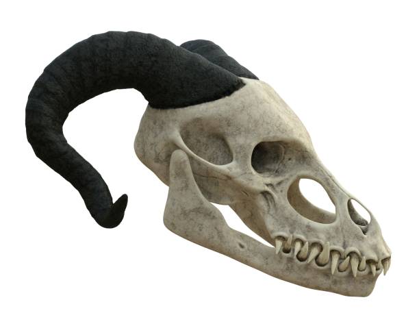 白い背景3dイラストで隔離されたモンスターの頭蓋骨 - animal teeth animal skull extinct animal bone ストックフォトと画像