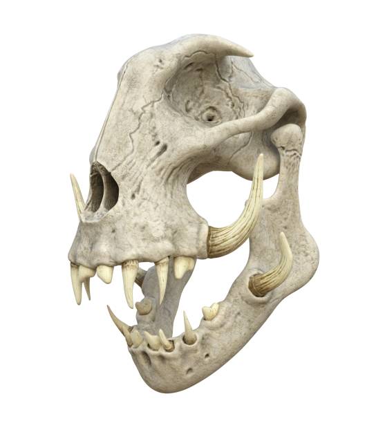 istock Monster skull isolated on white background 3d illustration 1288674108