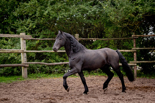 Beautiful friesian horse  trotting free in the paddock