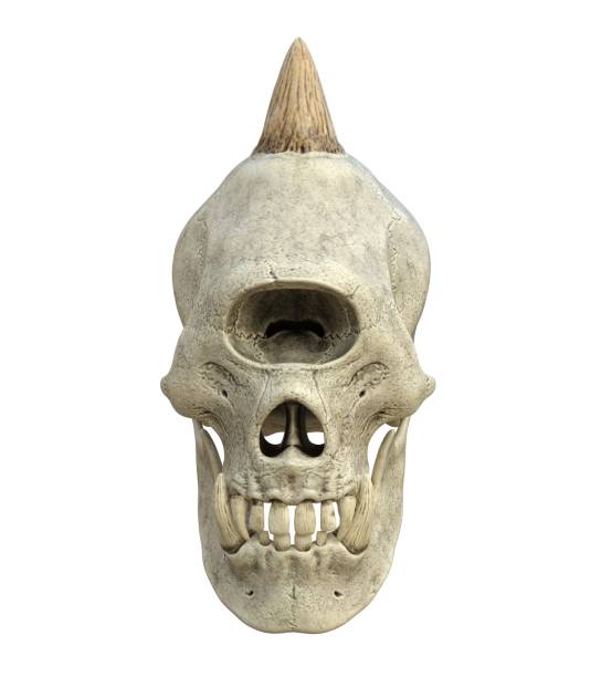 istock Monster skull isolated on white background 3d illustration 1288674533