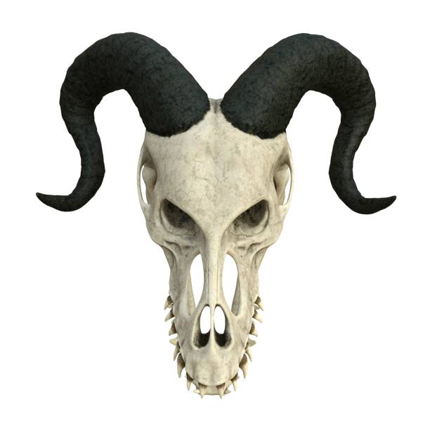 白い背景3dイラストで隔離されたモンスターの頭蓋骨 - animal teeth animal skull extinct animal bone ストックフォトと画像