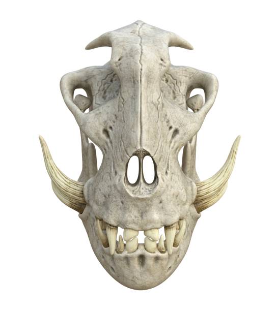 白い背景3dイラストで隔離されたモンスターの頭蓋骨 - animal teeth animal skull extinct animal bone ストックフォトと画像