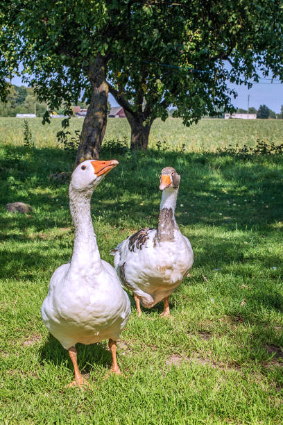 Two domestic geese walking on the grass. Rural landscape