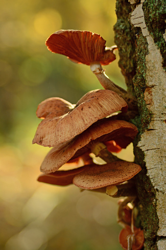 Autumn in the forest: Armillaria ostoyae mushroom growing on a birch tree bark.