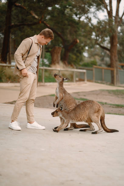 istock Man in the reserve is playing with a kangaroo 1288676996
