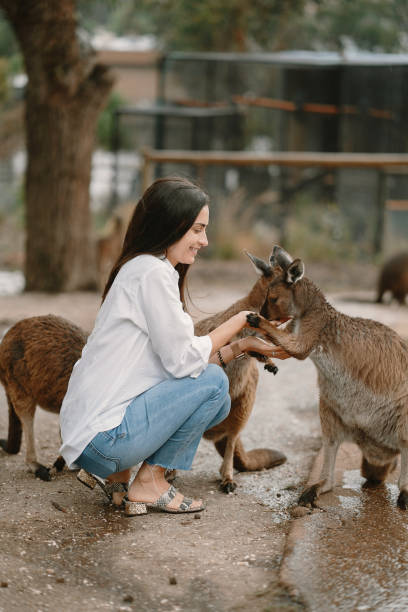 istock Woman in the reserve is playing with a kangaroo 1288677107