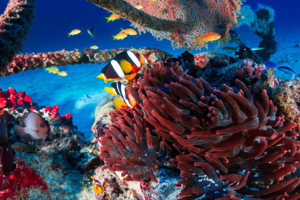 istock Banded Clownfish in their host anemone on a dark coral reef 1288680358