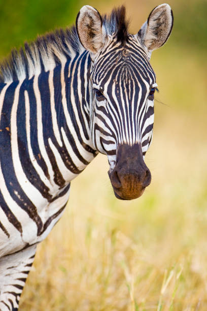istock Wild African Zebra in savanna with black and white stripes 1288680897