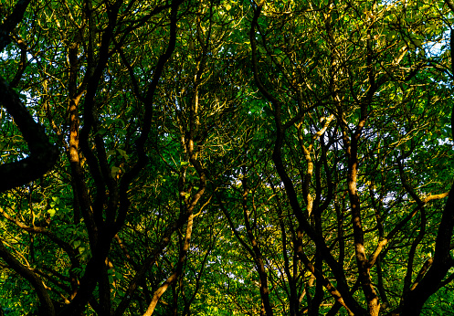 Twisted branches and light green leaves on trees in a park seen from the ground up.