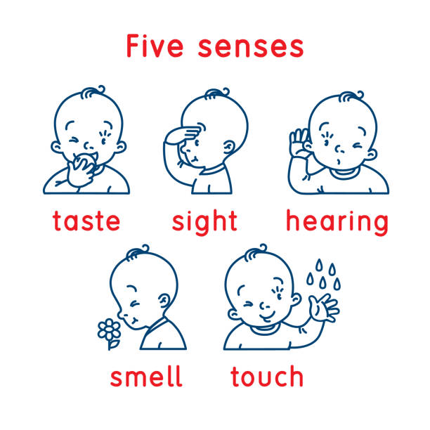ilustraciones, imágenes clip art, dibujos animados e iconos de stock de icono de cinco sentidos. toque, pruebe el olor a la vista - resoplar