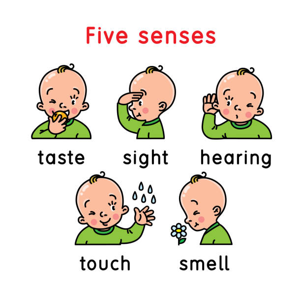 ilustraciones, imágenes clip art, dibujos animados e iconos de stock de icono de cinco sentidos. toque, pruebe el olor a la vista - resoplar