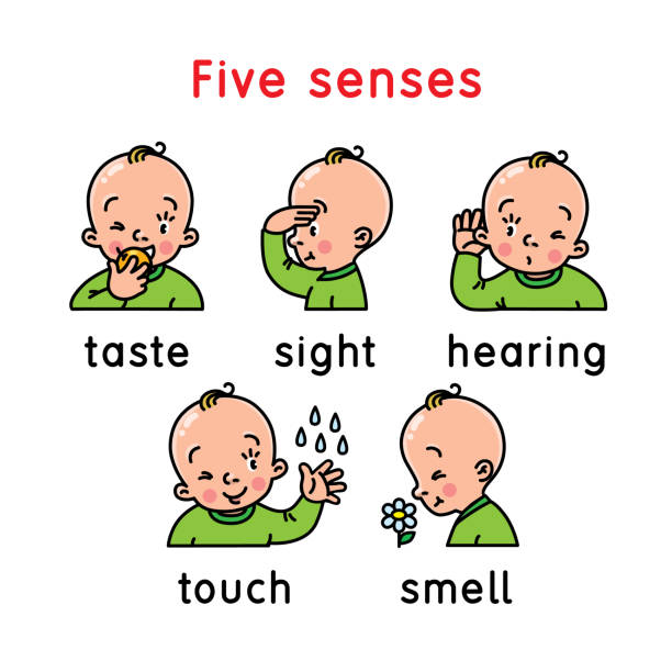 ikona pięciu zmysłów. dotyk, smak słuchu zapach wzroku - snorting stock illustrations