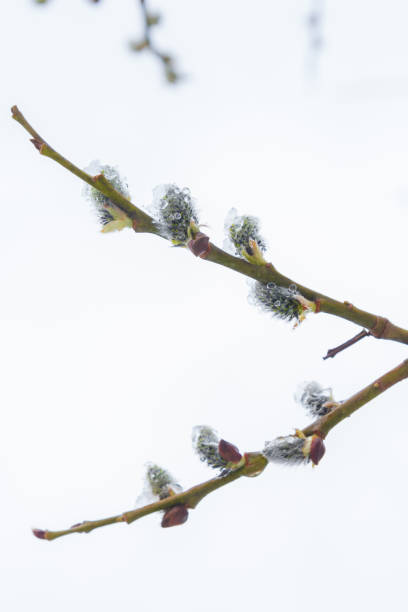 istock In the spring the willow tree bloomed in the garden and the snow fell 1288683703