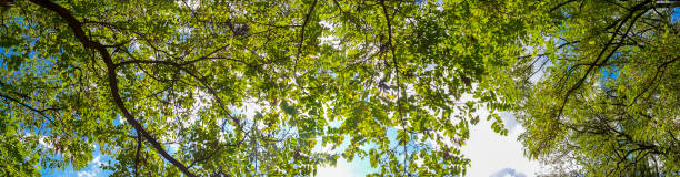 beautiful clean new walnut leaves in the spring season, dense vegetation in the garden or walnut grove