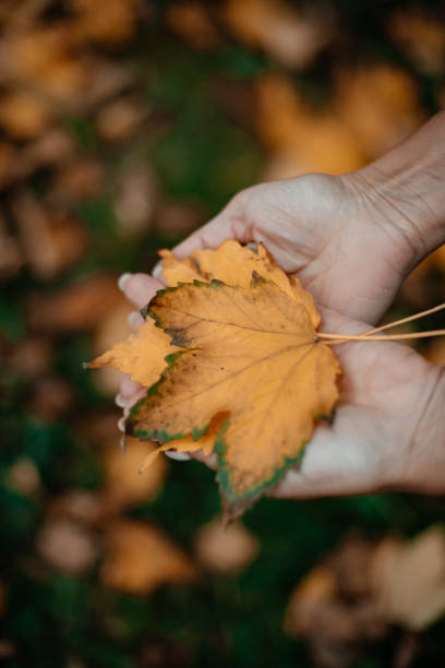 istock Girl's hand holds autumn foliage. 1288686457