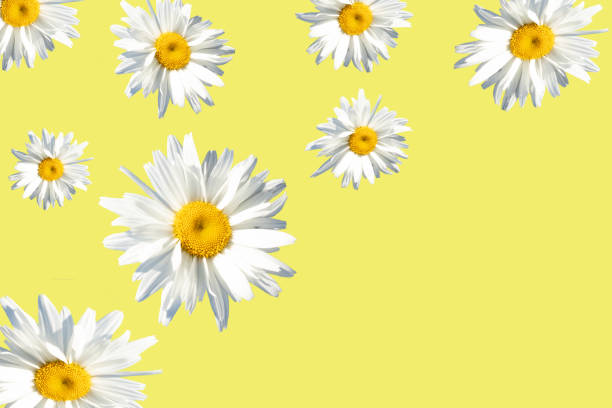 istock Camomiles close-up on a light yellow background with space for text. Advertising, postcards. banner. 1288686577