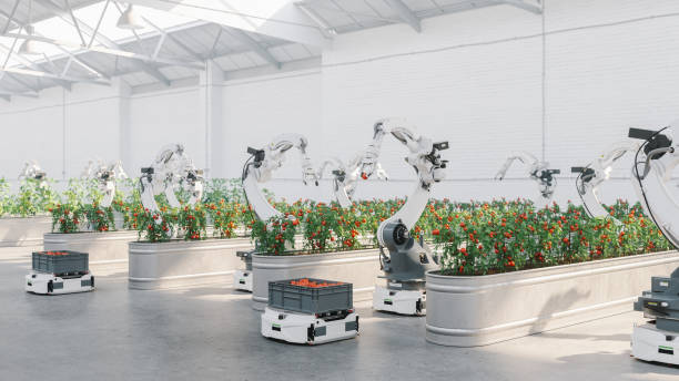 Automated Agriculture With Robots Robots harvesting vegetables in automated modern greenhouse. machine learning photos stock pictures, royalty-free photos & images
