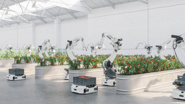 automated agriculture with robots - greenhouse industry tomato agriculture imagens e fotografias de stock