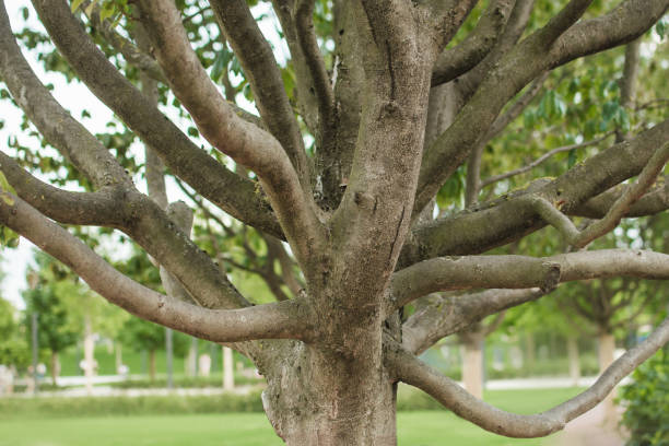 Photo of the trunk of a Parrotia persica tree with many branches. Persian ironwood tree in the park