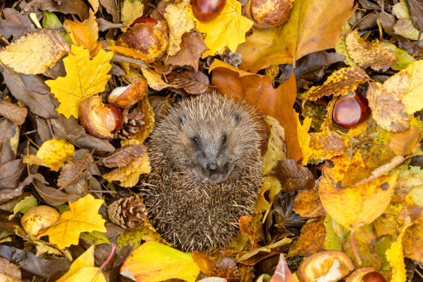 istock Hedgehog hibernating in colourful Autumn leaves.  Curled into a ball, facing forward. 1288692803