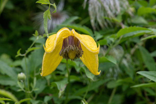 Close up of a golden tiara clematis (clematis tangutica) flower in bloom