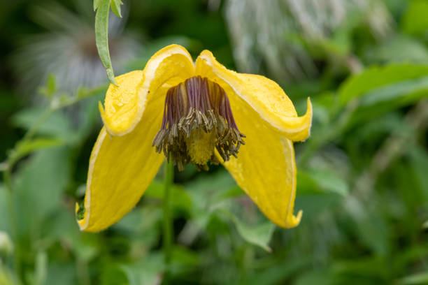 Close up of a golden tiara clematis (clematis tangutica) flower in bloom