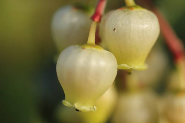 istock Arbutus Unedo flower, Mountain strawberry is a delicious fruit that usually grows in temperate regions. 1288699554