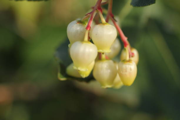 istock Arbutus Unedo flower, Mountain strawberry is a delicious fruit that usually grows in temperate regions. 1288699610