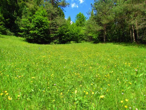 istock Meadow with yellow flowers 1288703494