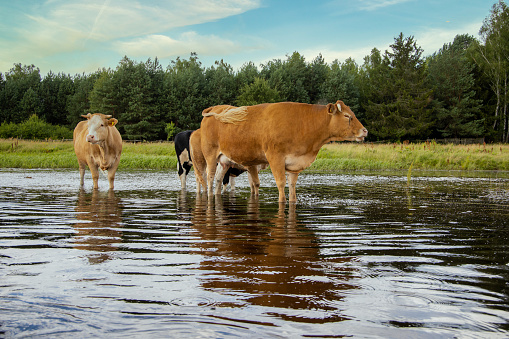 Three light brown cows standing in the river shot from the boat.