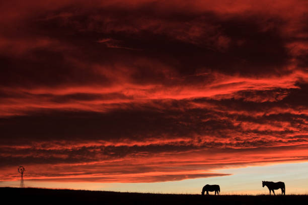 istock Silhouette of Horse Against Dramatic Sunset 1288705779