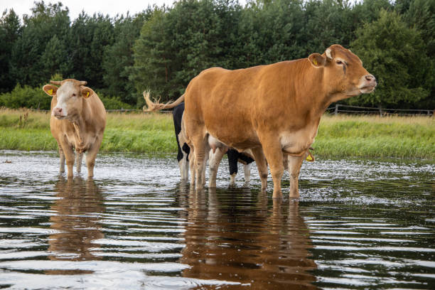 Three light brown cows standing in the river shot from the boat.