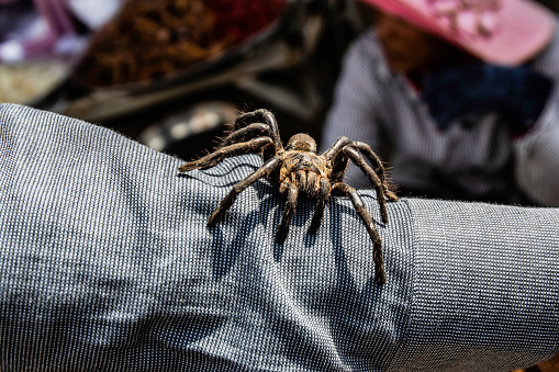 A Tarantula spider walking on a persons arm in a Cambodian Market. Cambodians eat fried Tarantula spiders for snacks.