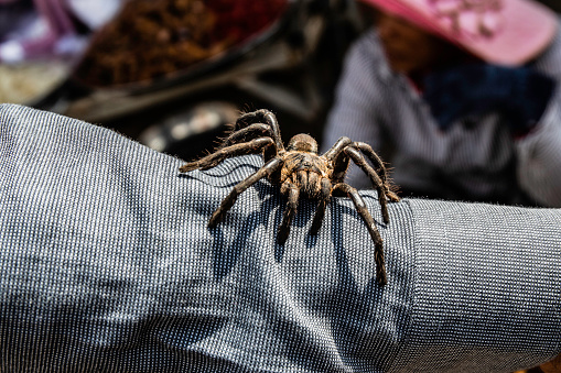 Giant house spider (Eratigena atrica) on a tiled kitchen floor in a UK house