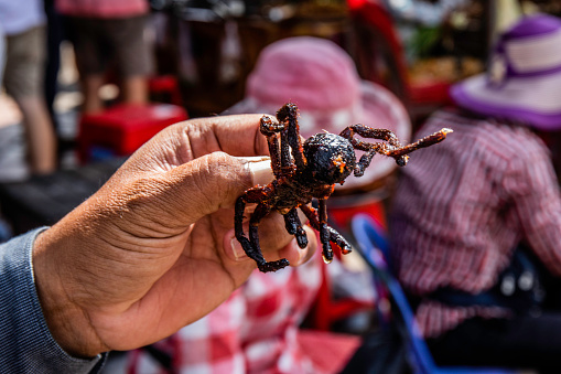 A hand holding a fried Tarantula spider in a Cambodian market. Cambodians eat fried Tarantula spider for snacks.