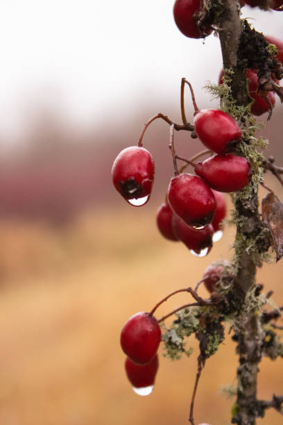 Red Hawthorn Berries Vertical with Dew A cluster of ripe hawthorn berries with drops of dew. april showers may flowers stock pictures, royalty-free photos & images