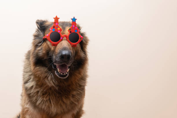 istock German Shepherd in New Year's glasses 1288710971