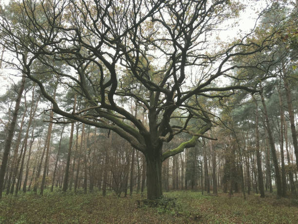 grand chêne dans la forêt de pin - glade forest oak tree tree photos et images de collection