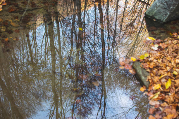 istock Autumn forest reflection in calm water of forest river. 1288711325