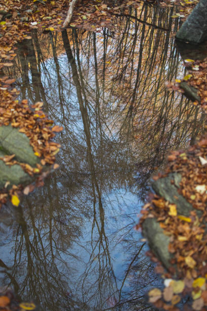istock Autumn forest reflection in calm water of forest river. 1288711482