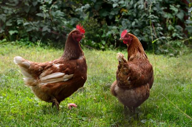 istock Two chickens in the countryside with grass. Hen standing and looking 1288714818