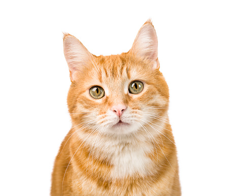 young ginger cat close up on isolated white background