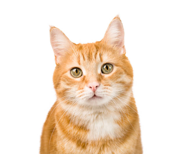 young ginger cat young ginger cat close up on isolated white background ginger cat stock pictures, royalty-free photos & images