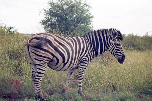 Zebra in the open grassland in the Kruger National Park in South Africa