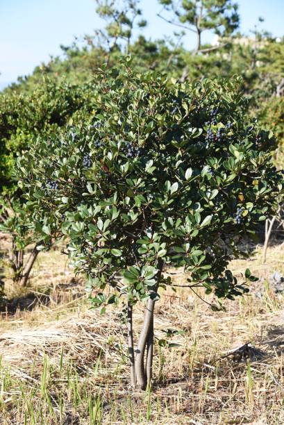 Rhaphiolepis umbellata berries. Rhaphiolepis umbellata berries. Rosaceae evergreen shrub. indian hawthorn stock pictures, royalty-free photos & images