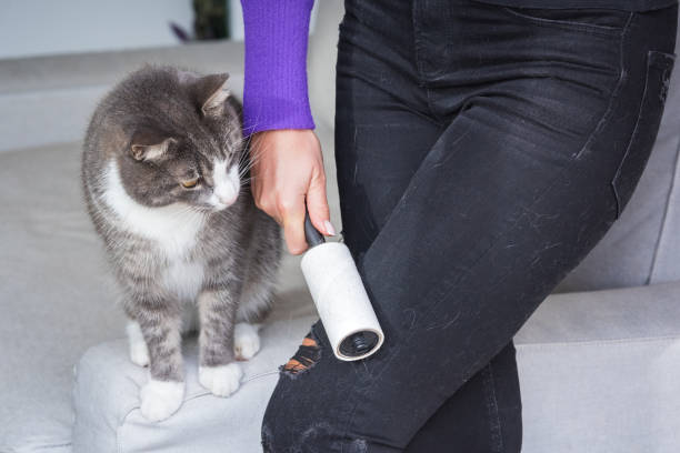 frau hand mit kleiderrolle, fusselrolle oder klebrige rolle entfernen tierhaare und flaum aus der kleidung. katzen haare auf kleidung - lint remover stock-fotos und bilder