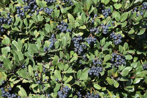 Rhaphiolepis umbellata berries. Rhaphiolepis umbellata berries. Rosaceae evergreen shrub. indian hawthorn stock pictures, royalty-free photos & images