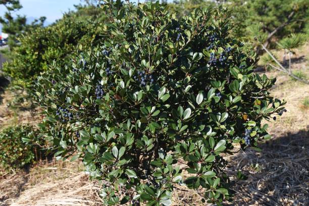 Rhaphiolepis umbellata berries. Rhaphiolepis umbellata berries. Rosaceae evergreen shrub. indian hawthorn stock pictures, royalty-free photos & images