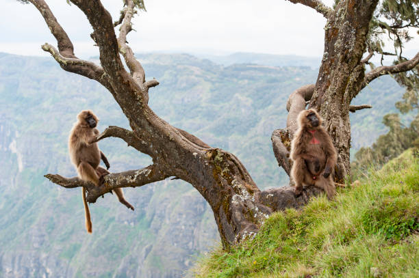Wildlife shot of two Gelada Baboons (Theropithecus gelada) in their natural habitat in the Semien Mountains National Park in Northern Ethiopia. The Gelada is endemic in the Ethiopian Highlands. Geladas can be easily identified by the ared heartaA aa this red patch of skin is on the chest, it is shaped like an hourglass and is mostly in a bright red colour surrounded by white hair. Geladas are the only true grazing monkeys.
